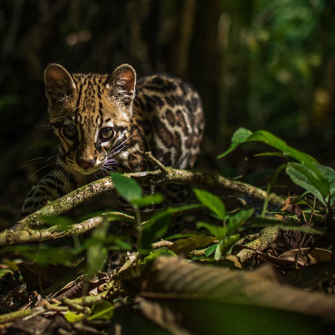 A jungle cat prowls through the rainforest in Costa Rica. The couples resort Vayu Retreat Villas is located in a secluded area of the rainforest near Corcovado national park, providing a perfect habitat for the jaguar. The jaguar is an important part of the rainforest ecosystem, and its presence at the Vayu Retreat Villas is a testament to the resort's commitment to preserving nature. Book now at vayucostarica.com