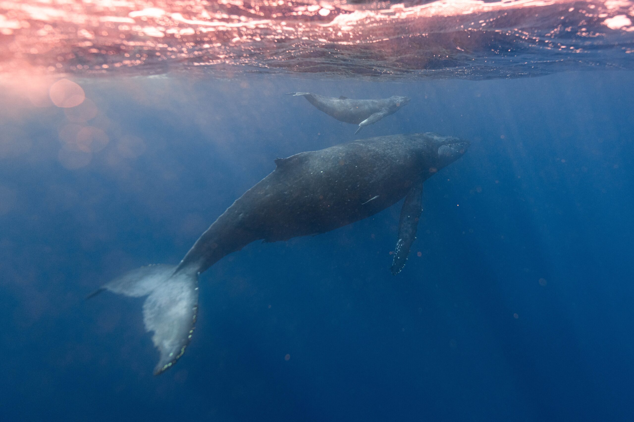 Whales in the sea off the Uvita beaches in Costa Rica