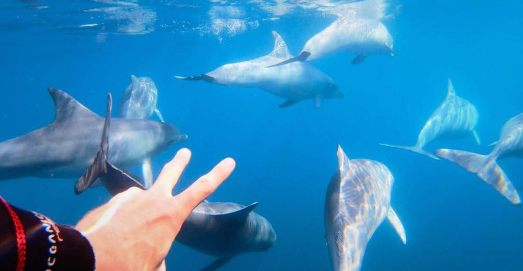 swimming with dolphins