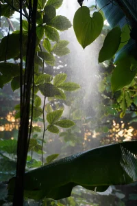 picture of rain in the Rainforests of Costa Rica near Vayu Retreat Villas 