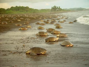 image of sea turtles on the beach at Tortugero national park - a rainforest in Costa Rica 