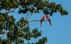 Two vibrant scarlet macaws perched on a branch, their striking red, yellow, and blue feathers illuminated against a clear blue sky. This stunning scene, set amidst the lush green foliage, is a quintessential experience of wildlife in Uvita, Costa Rica, where spotting these beautiful birds is one of the many things to do in Uvita for nature lovers