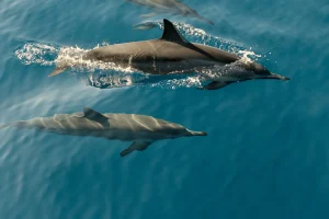 A pod of dolphins swims gracefully in the clear blue waters off the coast of Costa Rica. This captivating scene showcases the stunning marine life that visitors can enjoy while staying at one of the best resorts in Uvita, Costa Rica