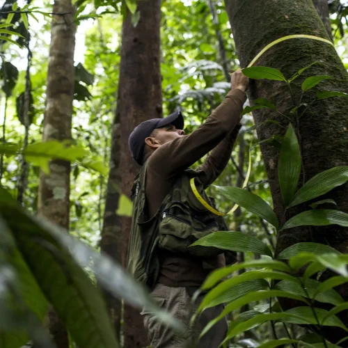 Researcher measuring tree trunk in Costa Rican forest, near Vayu Retreat Villas, emphasizing sustainable tourism in Costa Rica.