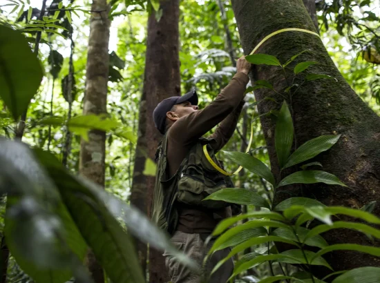 Researcher measuring tree trunk in Costa Rican forest, near Vayu Retreat Villas, emphasizing sustainable tourism in Costa Rica.