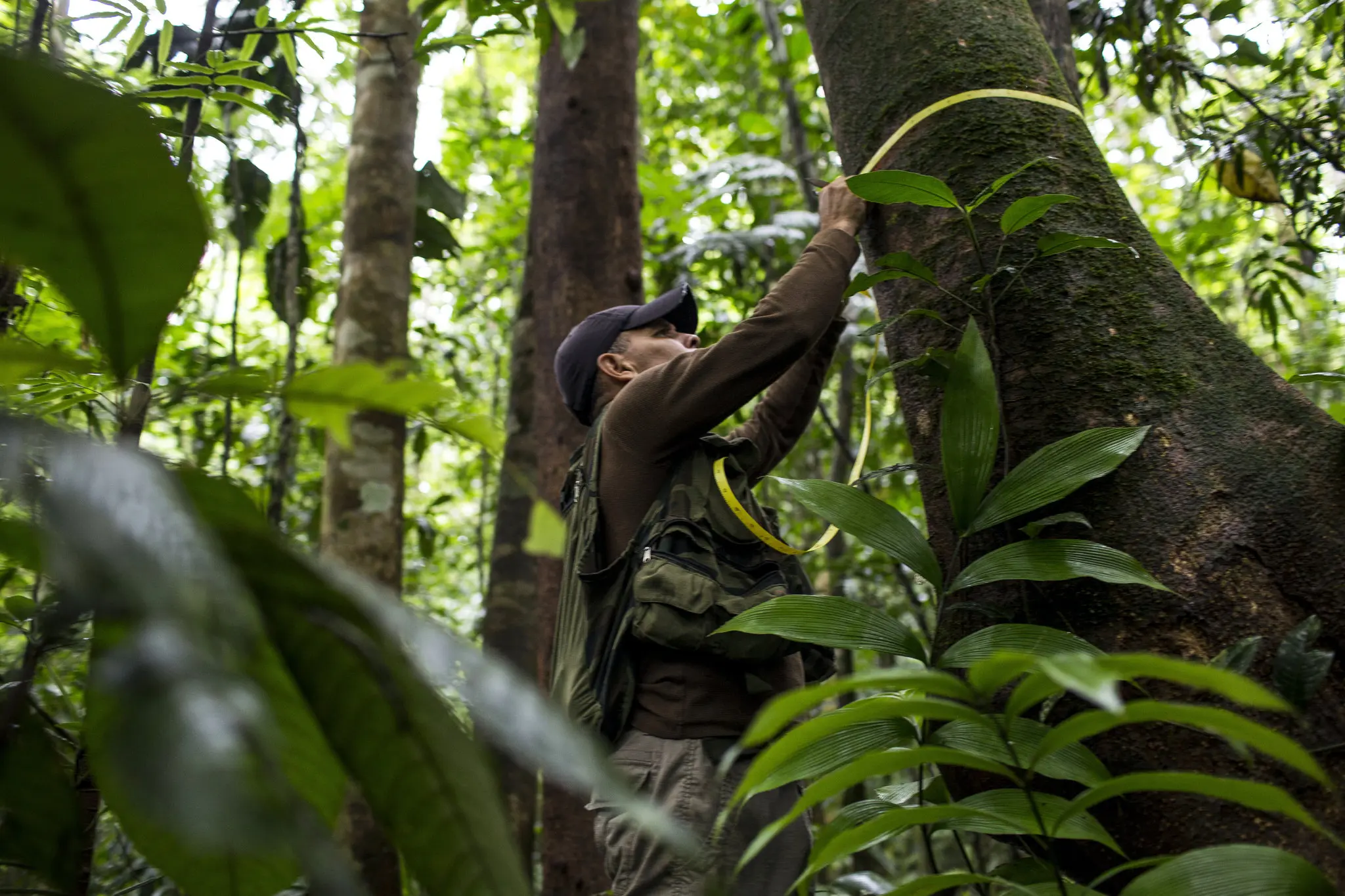 Researcher measuring tree trunk in Costa Rican forest, near Vayu Retreat Villas, emphasizing sustainable tourism in Costa Rica.