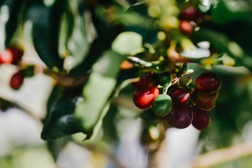 Close-up of coffee berries at Vayu Retreat Villas in Uvita, Costa Rica, showcasing sustainable tourism and local agriculture.