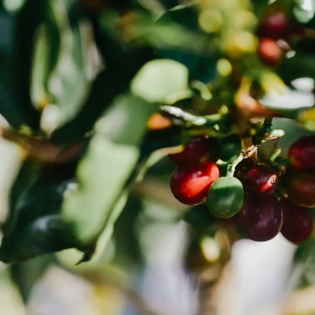 Close-up of coffee berries at Vayu Retreat Villas in Uvita, Costa Rica, showcasing sustainable tourism and local agriculture.