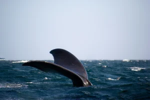 Picture of a Whale's Tail in the Ocean in Uvita, Costa Rica, a top attraction for visitors traveling to Costa Rica in December